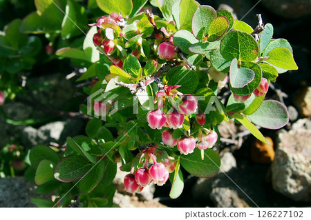 岩石地面上野生生長的日本黑月桂樹的花朵 岩石地面上野生生長的日本黑月桂樹的花朵 126227102