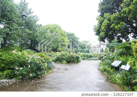 Spring at Yamate Western-style Building French Garden and Harbor View Park Spring at Yamate Western-style Building French Garden and Harbor View Park 126227107