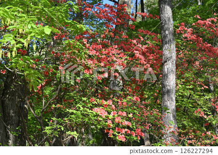 紅色的杜鵑花在森林的鮮綠中格外醒目。秩父高原牧場附近、東秩父村。 紅色的杜鵑花在森林的鮮綠中格外醒目。秩父高原牧場附近、東秩父村。 126227294