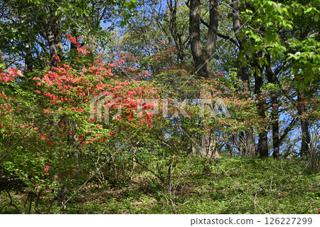 Red azaleas stand out among the fresh greenery of the forest. Near Chichibu Kogen Ranch, Higashichichibu Village. 126227299