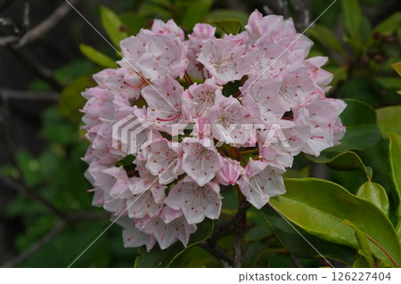 Karmia Karmia 126227404