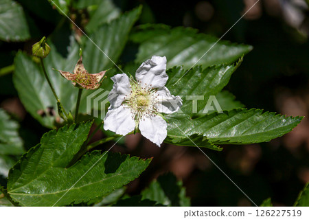 The white flowers of the strawberry plant bloomed in spring. [Rosaceae] 126227519
