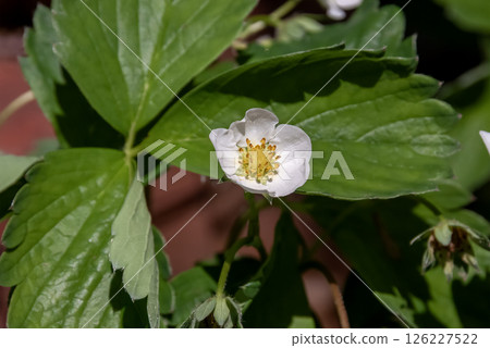 White flowers of Dutch strawberry [Rosaceae] 126227522