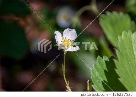 White flowers of Dutch strawberry [Rosaceae] 126227523