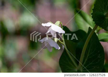White pea flowers, also known as peas 126227526