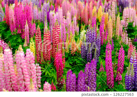 Flowers found in the park 126227563