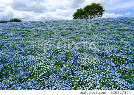 Flowers found in the park 126227564