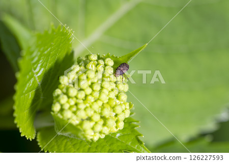 紅腿菌象鼻蟲 126227593