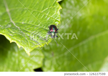 紅葉甲蟲 126227599