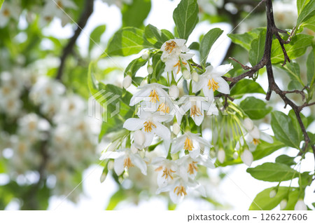 Egonoki Egonoki 126227606