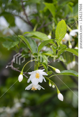 蘇合香 蘇合香 126227608