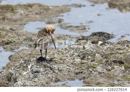 Flying fish 126227614