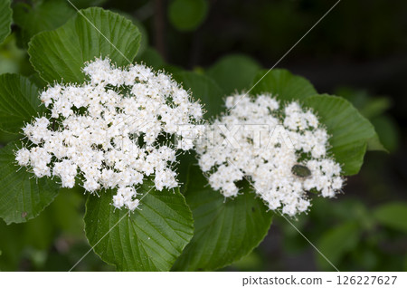 Viburnum 126227627