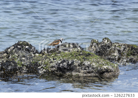 Kyosho Shiki 126227633