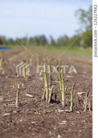 蘆筍的領域 126227662