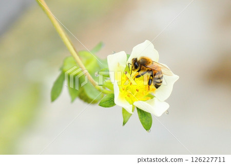 A honeybee on a strawberry flower A honeybee on a strawberry flower 126227711