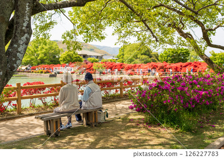 Kirishima azalea in full bloom viewed from a bench at Hachijogaike Pond, Nagaoka Tenmangu Shrine 126227783