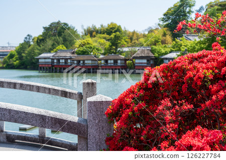 長岡天滿宮八條池古拱橋和盛開的霧島杜鵑花,晴朗的天空 長岡天滿宮八條池古拱橋和盛開的霧島杜鵑花,晴朗的天空 126227784