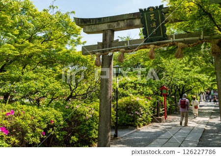 漫步在長岡天滿宮神社內，欣賞盛開的色彩繽紛的杜鵑花。 126227786