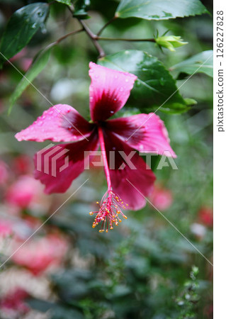 Hibiscus Hibiscus 126227828