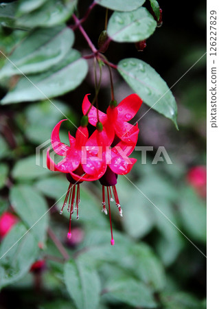 Trifolium Trifolium 126227829