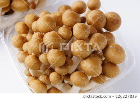 Bunashimeji 126227839