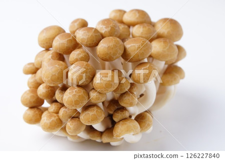 Bunashimeji 126227840