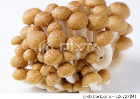 Bunashimeji 126227841