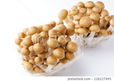 Bunashimeji 126227845