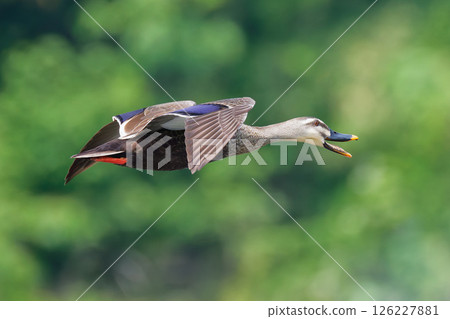 A mallard duck quacking as it flies A mallard duck quacking as it flies 126227881