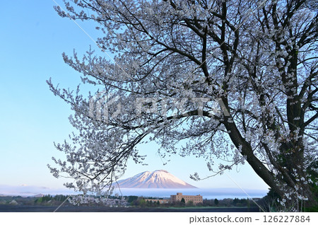 透過櫻花看岩手山 126227884