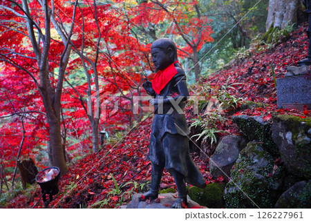 Kanto - Mt. Oyama pilgrimage to see the autumn leaves - Famous spot of Oyama Temple, stairs illuminated with autumn leaves and 36 children standing on both sides, Isehara City, Kanagawa Prefecture (3) Kanto - Mt. Oyama pilgrimage to see the autumn leaves - Famous spot of Oyama Temple, stairs illuminated with autumn leaves and 36 children standing on both sides, Isehara City, Kanagawa Prefecture (3) 126227961