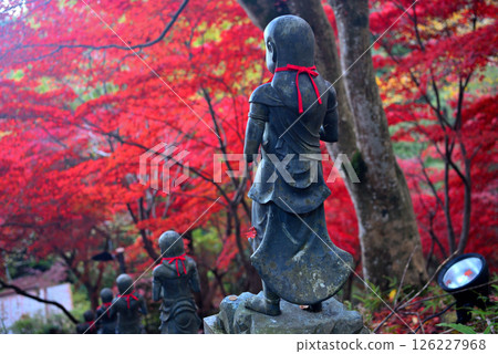 Kanto - Pilgrimage to Mt. Oyama to see the autumn leaves - Famous spot of Mt. Oyama Temple, image of 36 children on the stairs illuminated by autumn leaves - Isehara City, Kanagawa Prefecture (2) 126227968