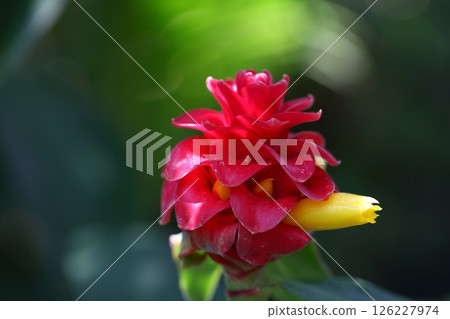 Costus barbatus flower 126227974
