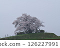 One cherry tree in Tameuchi 126227991