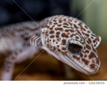 Close up of leopard gecko Close up of leopard gecko 126228010