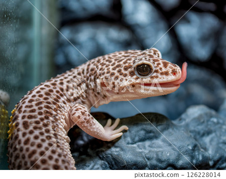 Close-up of a leopard gecko sticking out its tongue 126228014