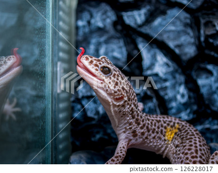 Close-up of a leopard gecko sticking out its tongue 126228017