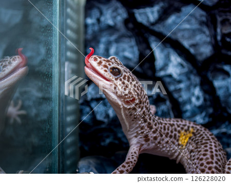 Close-up of a leopard gecko sticking out its tongue Close-up of a leopard gecko sticking out its tongue 126228020
