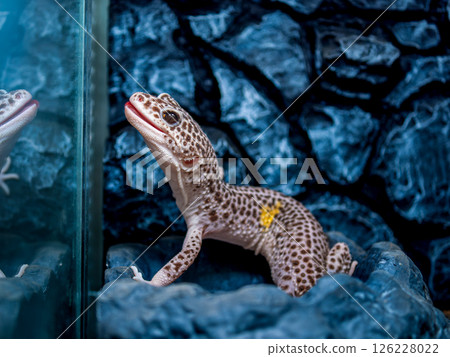 Close up of leopard gecko Close up of leopard gecko 126228022