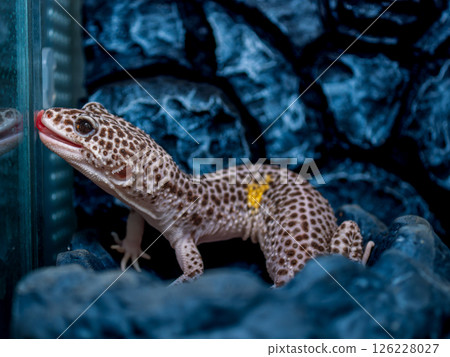Close-up of a leopard gecko sticking out its tongue 126228027