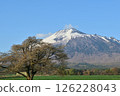 Spring snow on Mt. Iwate and a single cherry tree in Kamibo Makino 126228043