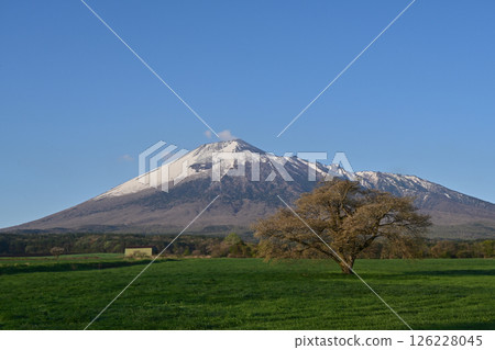 Spring snow on Mt. Iwate and a single cherry tree in Kamibo Makino Spring snow on Mt. Iwate and a single cherry tree in Kamibo Makino 126228045