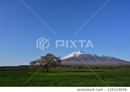 Spring snow on Mt. Iwate and a single cherry tree in Kamibo Makino Spring snow on Mt. Iwate and a single cherry tree in Kamibo Makino 126228046