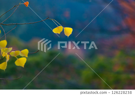 中國牛油的秋葉 中國牛油的秋葉 126228238