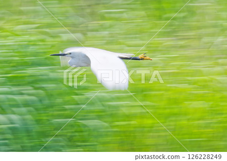 A panning shot of a little egret flying over the riverbank 126228249