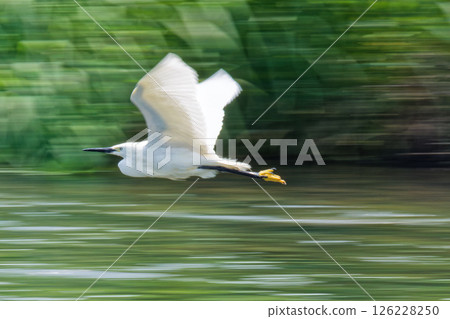 A panning shot of a little egret flying near the water A panning shot of a little egret flying near the water 126228250
