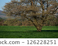A single cherry tree growing in Kamibobo Bokuno in spring 126228251