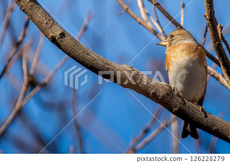 一隻雀科鳥棲息在樹枝上,複製空間 一隻雀科鳥棲息在樹枝上,複製空間 126228279