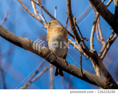 Brambling perched on a branch Brambling perched on a branch 126228280